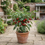 1 Large Plant - Grow Your Own Sweet Pepper Snack Red, Outdoor Garden Ready