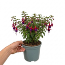 Fuchsia Dollar Princess Plants