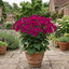 1 Large Senetti Plant - Pericallis Pop Epic Cerise, Bright Summer Flowering, 6.5 Litre Root-Ball