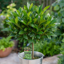 2L Bay Tree, Laurus Nobilis, Evergreen Culinary Herb, Pots