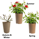 Red Blooms Plant (3L Pot)