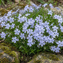 Phlox Emerald Cushion Blue Alpine Plants (Set of 3 or 6)