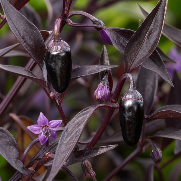 Zimbabwe Black Chilli Pepper Plants