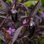 1 Zimbabwe Black Chilli Pepper Plant, Live Hot Pepper, Grow Your Own Chilli, 2Ltr Root Ball