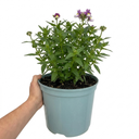 Nemesia Lady Kate Plant (5L Pot)