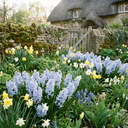 3 x 1 Litre Pots (9 Flowering Bulbs) Plant (1L Pot)