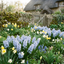 Light Blue Hyacinth Plants in Pots – 3 x 1 Litre Pots (9 Flowering Bulbs)