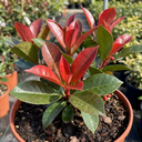 Photinia Magical Volcano Evergreen Shrub Plant (3L Pot)