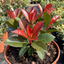 1 Photinia Magical Volcano Evergreen Shrub, Fast Growing Hedge Plant, 3 Litre Root-Ball