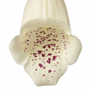 Digitalis Dalmatian Cream Plant (2L Pot)
