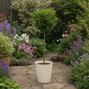 3L Bay Tree 60-70cm, Culinary Evergreen, Nursery Pots