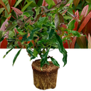 Viburnum Coppertop Plant (3L Pot)