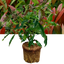 1 Large Plant - Viburnum Coppertop, Ready to Plant in Your Garden, 3L Rootball