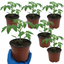 Set of 3 or 6 Large Plants - Tomato Sweet Million Variety, Ready to Plant in Your Garden