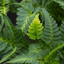 1 Large  Plant - Japanese Painted Fern Athyrium Pictum/Metallicum, 2L Pot