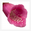 Digitalis Hanabee Deep Rose Foxglove Plants