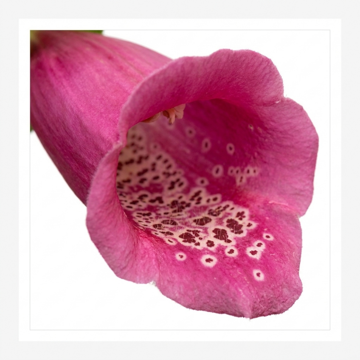 Digitalis 'Hanabee Deep Rose' (Foxglove) – Compact Perennial (3L Pot)