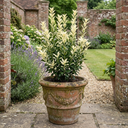 Euonymus Japonicus Paloma Blanca Plants