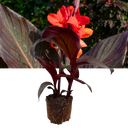 Canna Tropicanna Black Plants