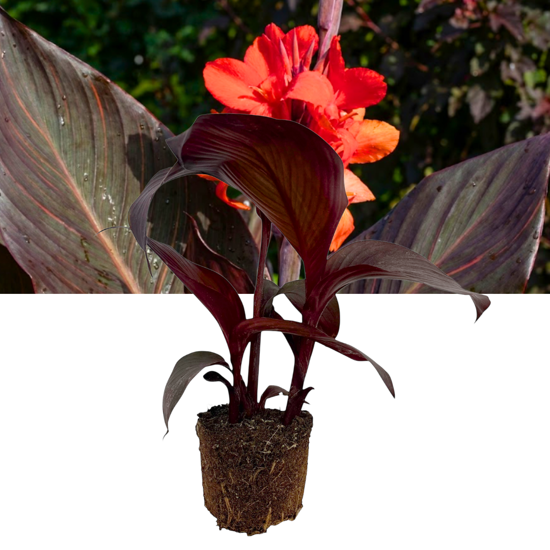 Canna 'Tropicanna Black' – Dark Leaved Canna Lily (3L Pot)