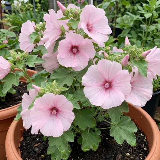 Lavatera 'Barnsley Baby' (Tree Mallow) – Compact Flowering Shrub (2L Pot)