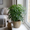 Schefflera Arboricola Green Umbrella Plants