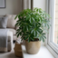 1 Schefflera Arboricola Green Umbrella Plant, Easy Care Tropical Houseplant, 19cm Root Ball