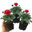 Set of 3 or 6 Ranunculus Vortex Red Persian Buttercup Plants, Spring & Autumn Flowering, Outdoor Garden Ready, 1 Litre Root-Ball