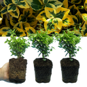 Euonymus Emerald Gold Plants (Set of 3 or 6)