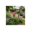 3 Large Plants - Foxglove Foxy Mix, Ready to Plant in Your Garden, 1L Rootballs