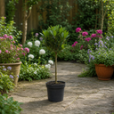 2L Bay Tree, Laurus Nobilis, Evergreen Culinary Herb, Pots