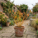 Cornus Anny's Winter Orange Plants
