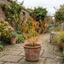 1 Cornus Anny's Winter Orange Plant, Hardy Dogwood Shrub for Winter Interest, 3 Litre Root Ball
