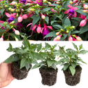 Set of 3 or 6 Large, Garden Ready Plants - Fuchsia Bella Mariska (Light Pink & Purple)