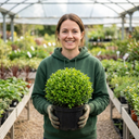 Pittosporum Golf Ball Evergreen Shrub Plant (3L Pot)