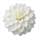 Dahlia Maggiore White Plant (3L Pot)