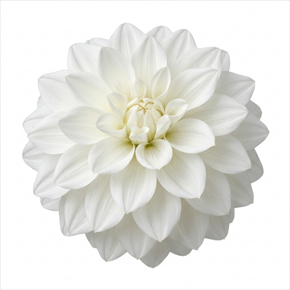 Dahlia 'Maggiore White' – Summer Flowering Perennial (3L Pot)