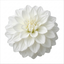 1 Large Plant - Dahlia Maggiore White, Ready to Plant in Your Garden, 3L Pot