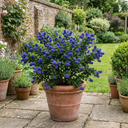 Ceanothus Concha Plants