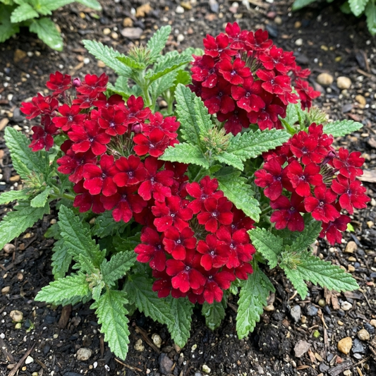 Verbena 'Lanai Compact Deep Red' – Trailing Bedding Verbena (Set of 3 or 6)
