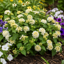 Lantana Bandolista Coconut Plant (2L Pot)