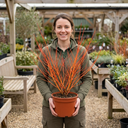 Cornus Midwinter Fire Shrub Plant (3L Pot)