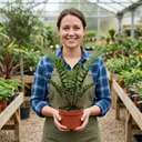 Dryopteris Atrata Wood Fern Plants (Set of 3 or 6)