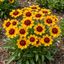 Set of 3 or 6 Coreopsis Sunfire Hardy Perennial Plants, Garden Ready, Bee Friendly, Summer Flowering, 1 Litre Root Ball