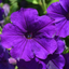 Set of 3 or 6 Large Plants - Petunia Dekko Blue, Outdoor Garden Ready