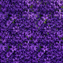 3 x 1 Litre Pots (9 Flowering Bulbs) Plant (1L Pot)
