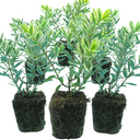 Hebe Variegata Evergreen Shrubs Plants (Set of 3 or 6)