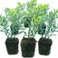 Set of 3 or 6 Large Plants - Hebe Variegata Evergreen Shrubs, Peat-Free & Garden Ready