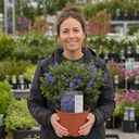 Ceanothus Pugets Blue Plant (2L Pot)