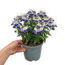 Nemesia Nuvo Blue Bicolour 180 Plant (2L Pot)